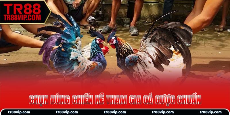 Các cách chọn chiến kê từ chuyên gia hàng đầu