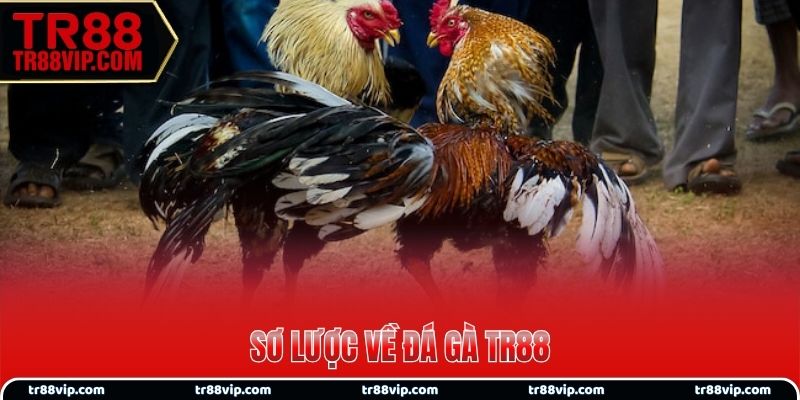 Sơ lược về đá gà TR88